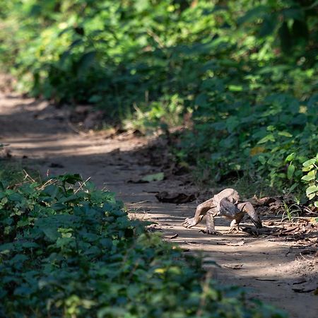 Sanctuary Chitwan National Park Zewnętrze zdjęcie