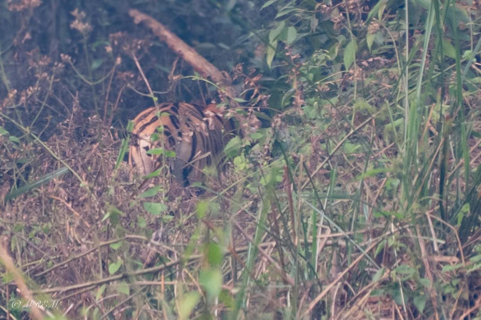 Sanctuary Chitwan National Park Zewnętrze zdjęcie