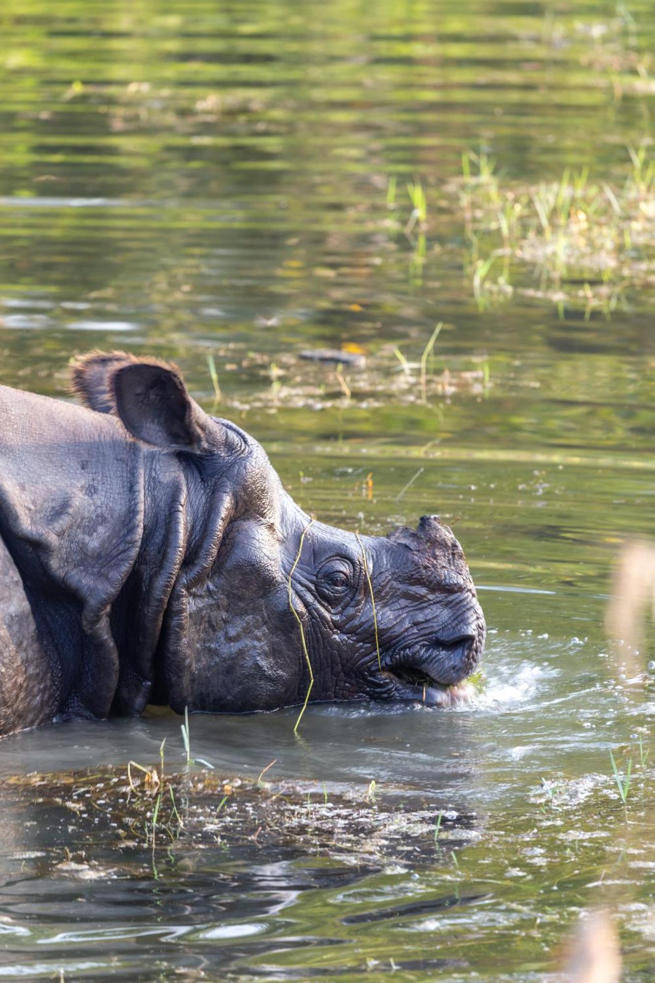 Sanctuary Chitwan National Park Zewnętrze zdjęcie