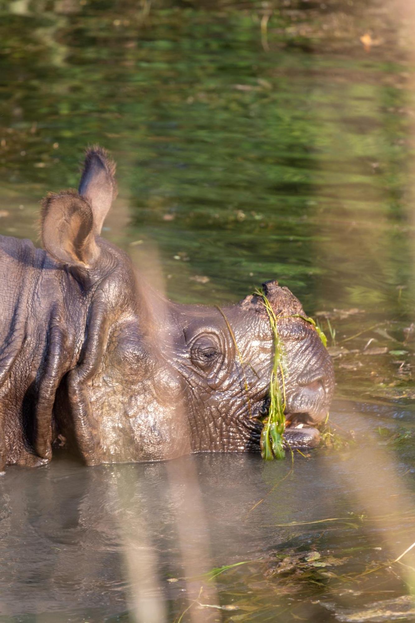 Sanctuary Chitwan National Park Zewnętrze zdjęcie