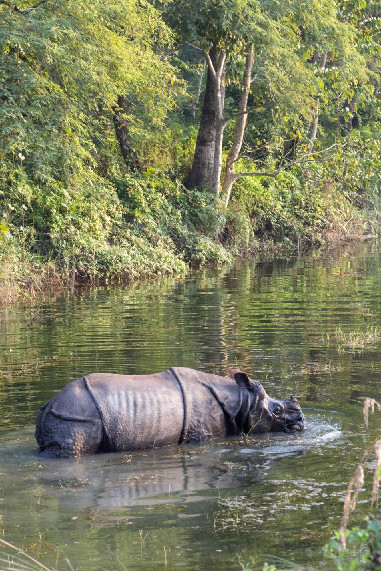 Sanctuary Chitwan National Park Zewnętrze zdjęcie