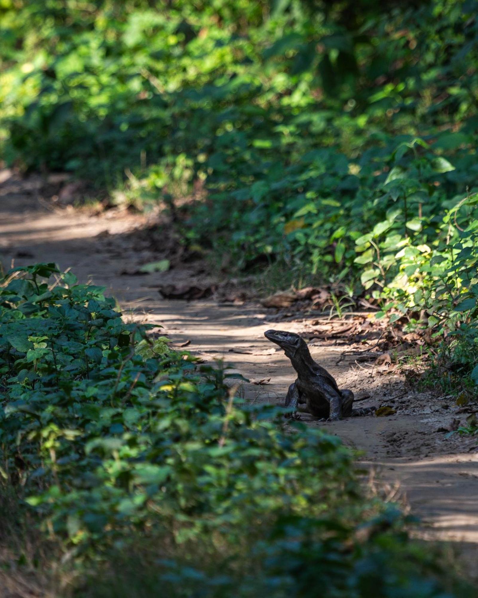 Sanctuary Chitwan National Park Zewnętrze zdjęcie