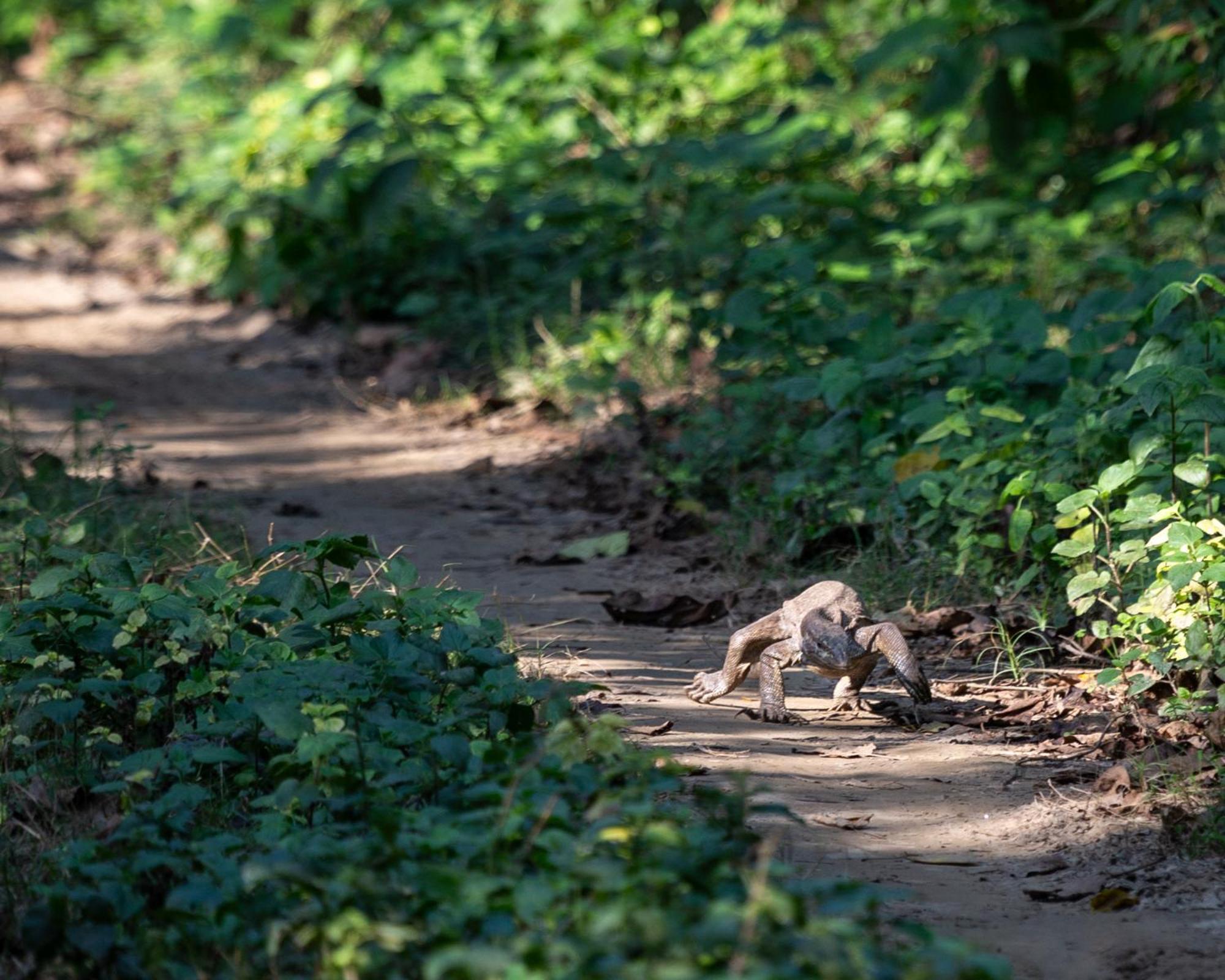 Sanctuary Chitwan National Park Zewnętrze zdjęcie